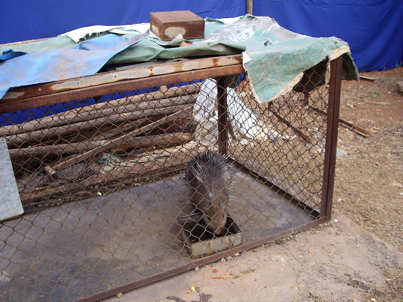 豪猪