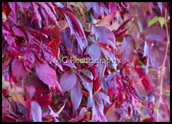 september 066