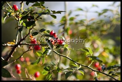 strawberry 002 (800x533)