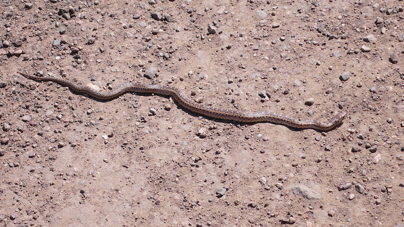 a snake! a snake!