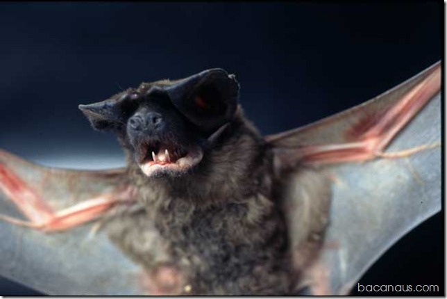 morcego-Super-650px
