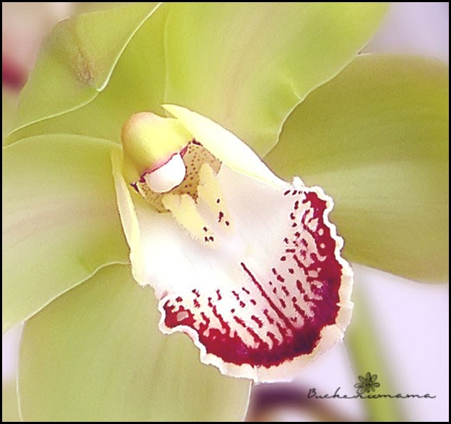 cymbid-macro