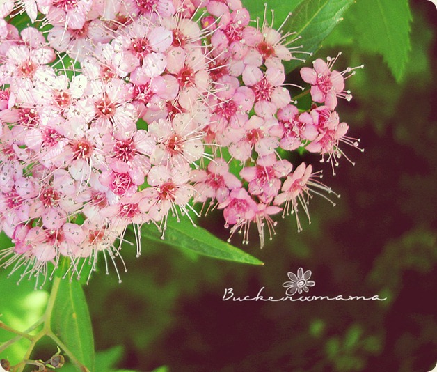 Cluster
