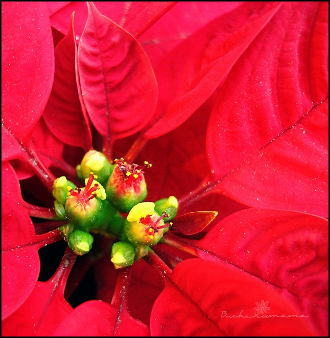 Poinsettia Poinsettia