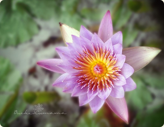 Water-lily