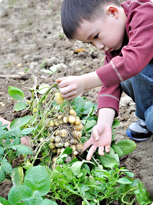 baby-potatoes1 baby-potatoes1