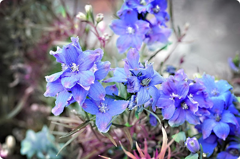 Delphiniums Delphiniums