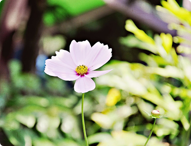 Flower1 Flower1