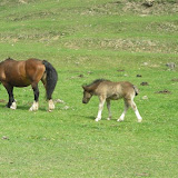 Via Verda 2007