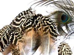 Peacock-Feathers-10