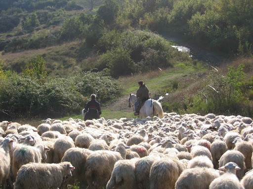 Shepherding on Horseback, Molise