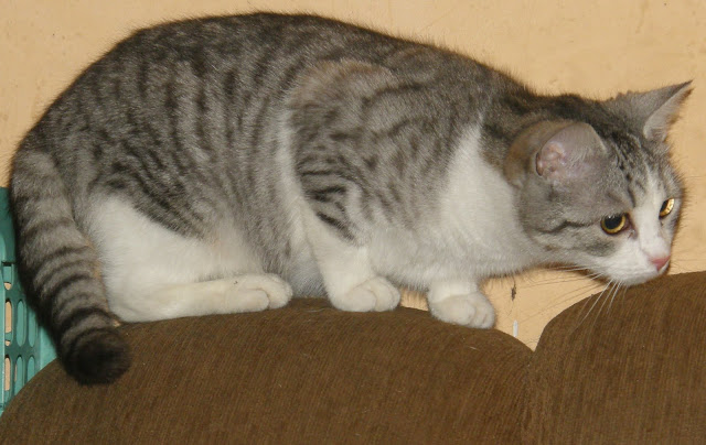 Obrazek