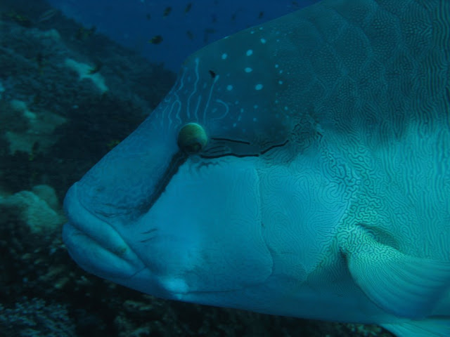 Humphead Maori Wrasse
