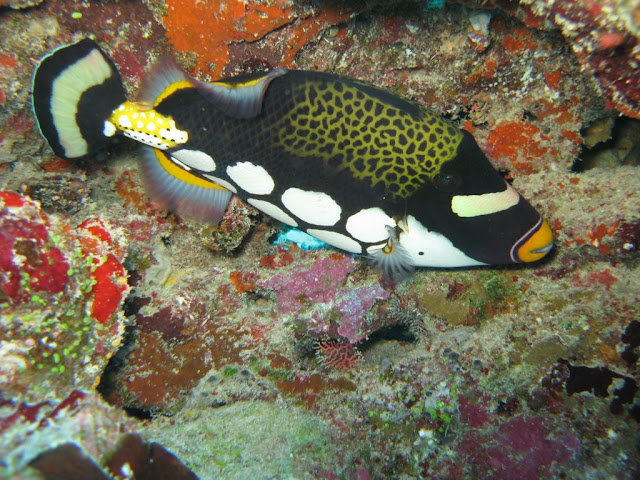 Clown Triggerfish