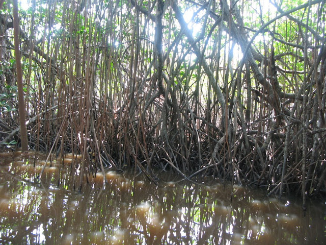le Diahot - mangrove