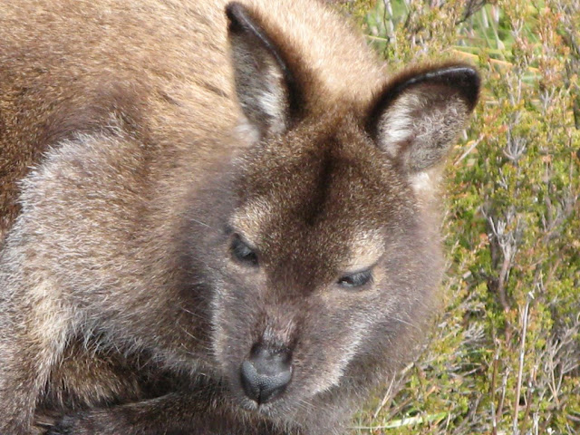 Bennetts wallaby