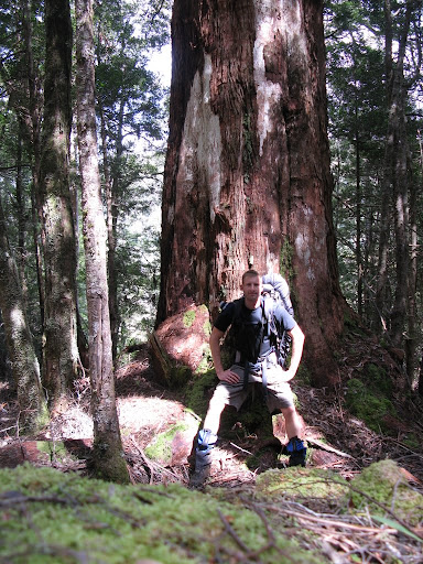 King Billy Pine Tree
