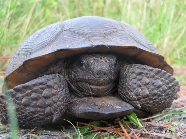 Honeymoon State Park - Gopher Tortoise
