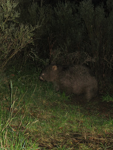 AU - Kosciuszko National Park - Threbdo Diggings campsite - Wombat