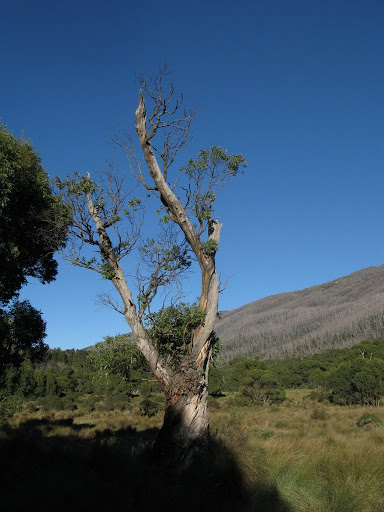 AU - Kosciuszko National Park - Threbdo Diggings