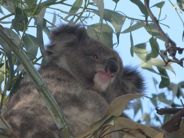 AU -  Great Otway National Park - Koala