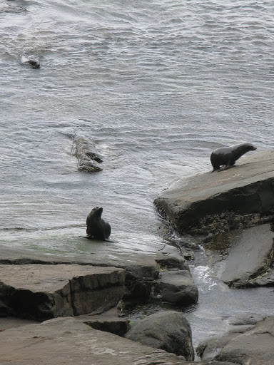 AU - Kangaroo Island - Admirals Arch - NZ Fur Seals
