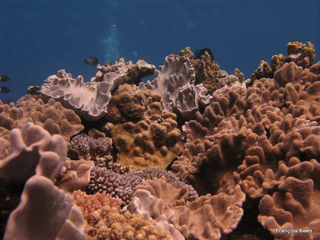 Tonga - Corals