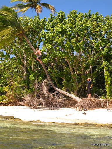 Tonga - Francois climbing coconut tree