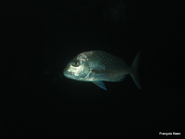 NZ - Poor Knights - Snapper at Middle Arch