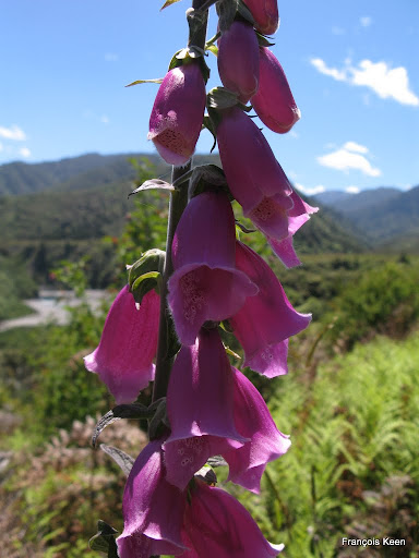 NZ - Otaki valley