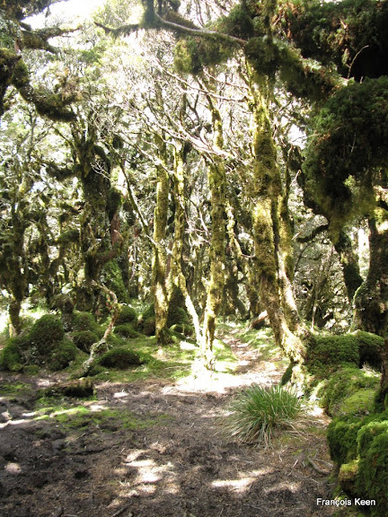 NZ - Tararuas - before Alpha hut