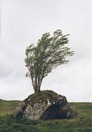 Glenn Coe tree