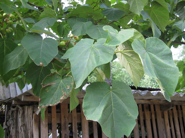 Blauglockenbaum
