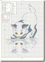 gatto riflesso gatto riflesso