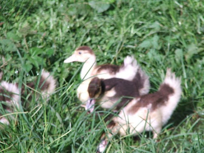 young muscovy ducks at the LOS