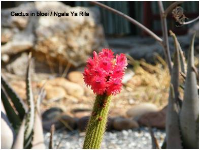 Ngala Ya Rila cactus in bloei txt.jpg