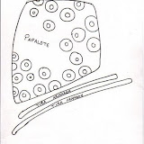 MU&Ntilde;ECAS