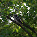 Hairy Woodpecker