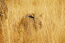 DSC_0417.JPG
