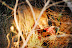 DSC_0233.JPG