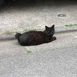 お昼の猫たち