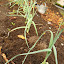 Leek 'Giant Musselburgh'