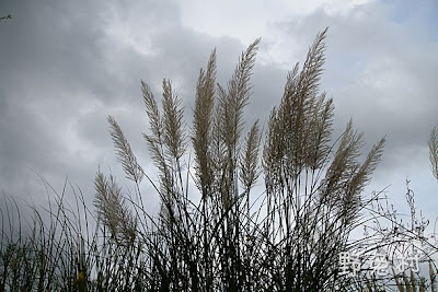 [台南-美景] 九月芒 (麻善大橋下)
