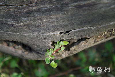 [台南-楠西] 2010 梅嶺-登山篇