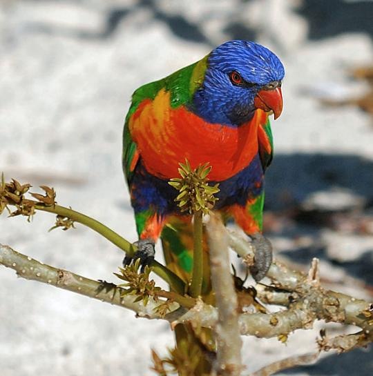 Rainbow Lorikeet Rainbow Lorikeet