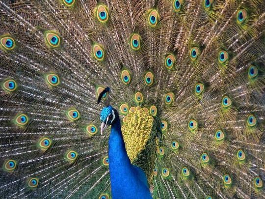 Peafowl or Peacock Peafowl or Peacock