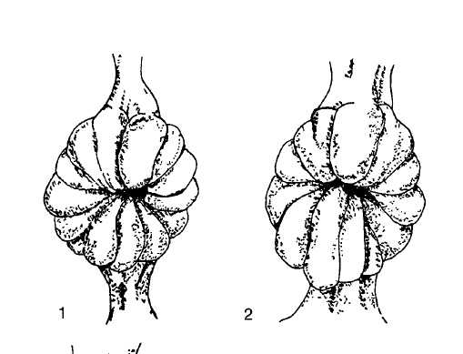 mare's cervix illustration.jpg