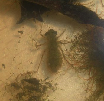 Dragonfly+nymph+identification