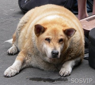 [Animais Obesos - Fat Animals (14) (400 x 359)[3].jpg]