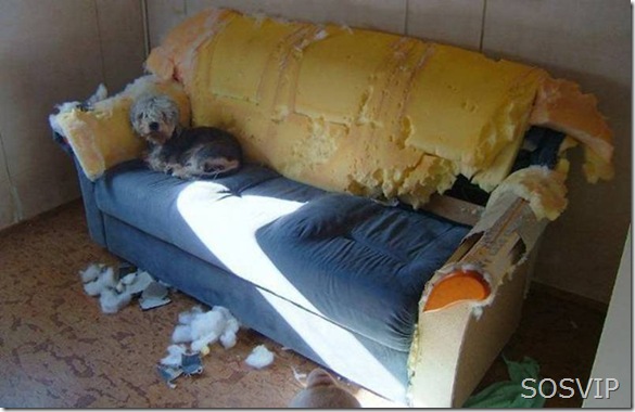 Cachorro Cachorro